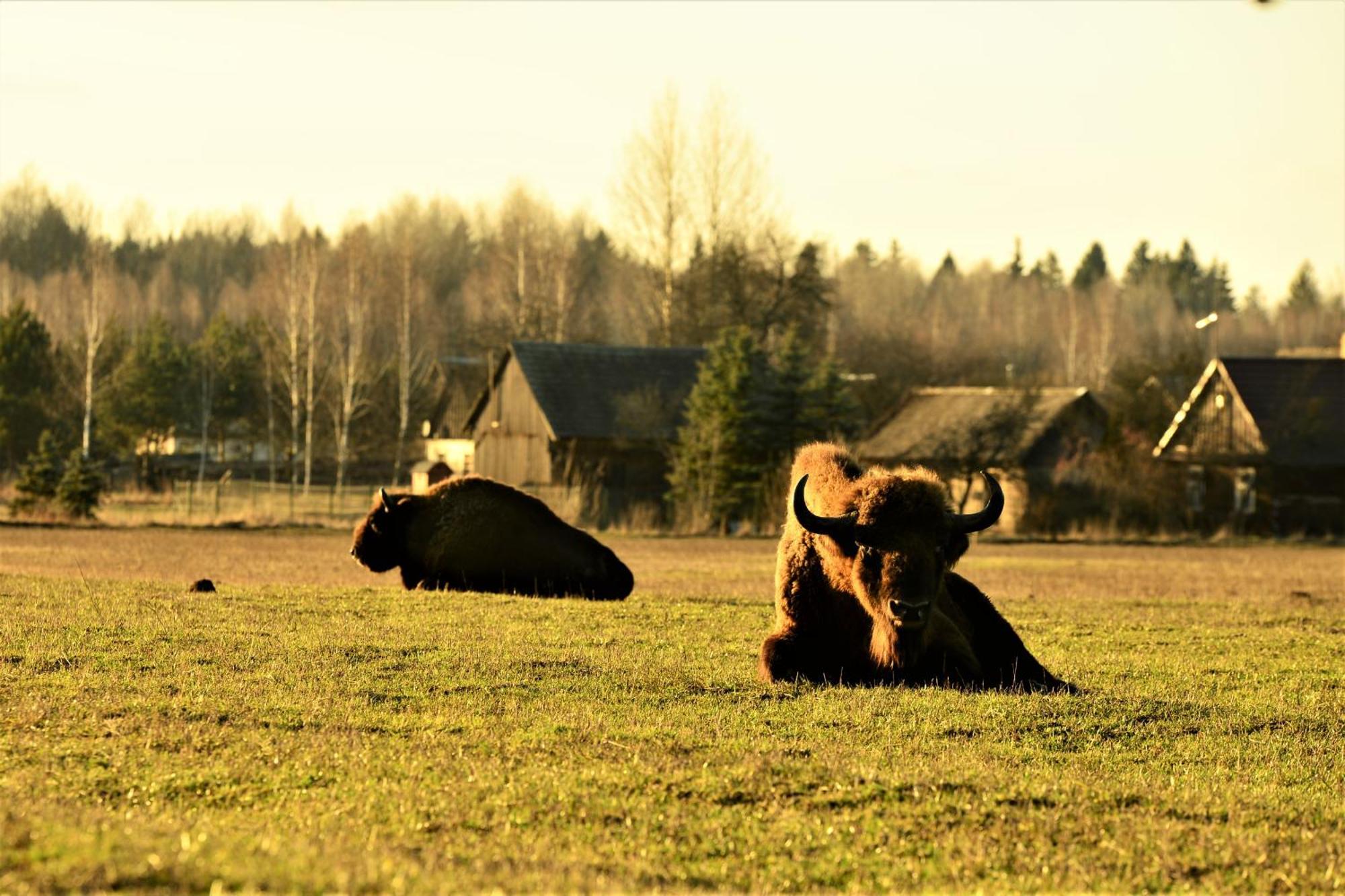 Bialowieski Dworek Do 10 Gosci Białowieża Exterior foto